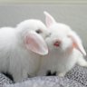 可愛兔兔